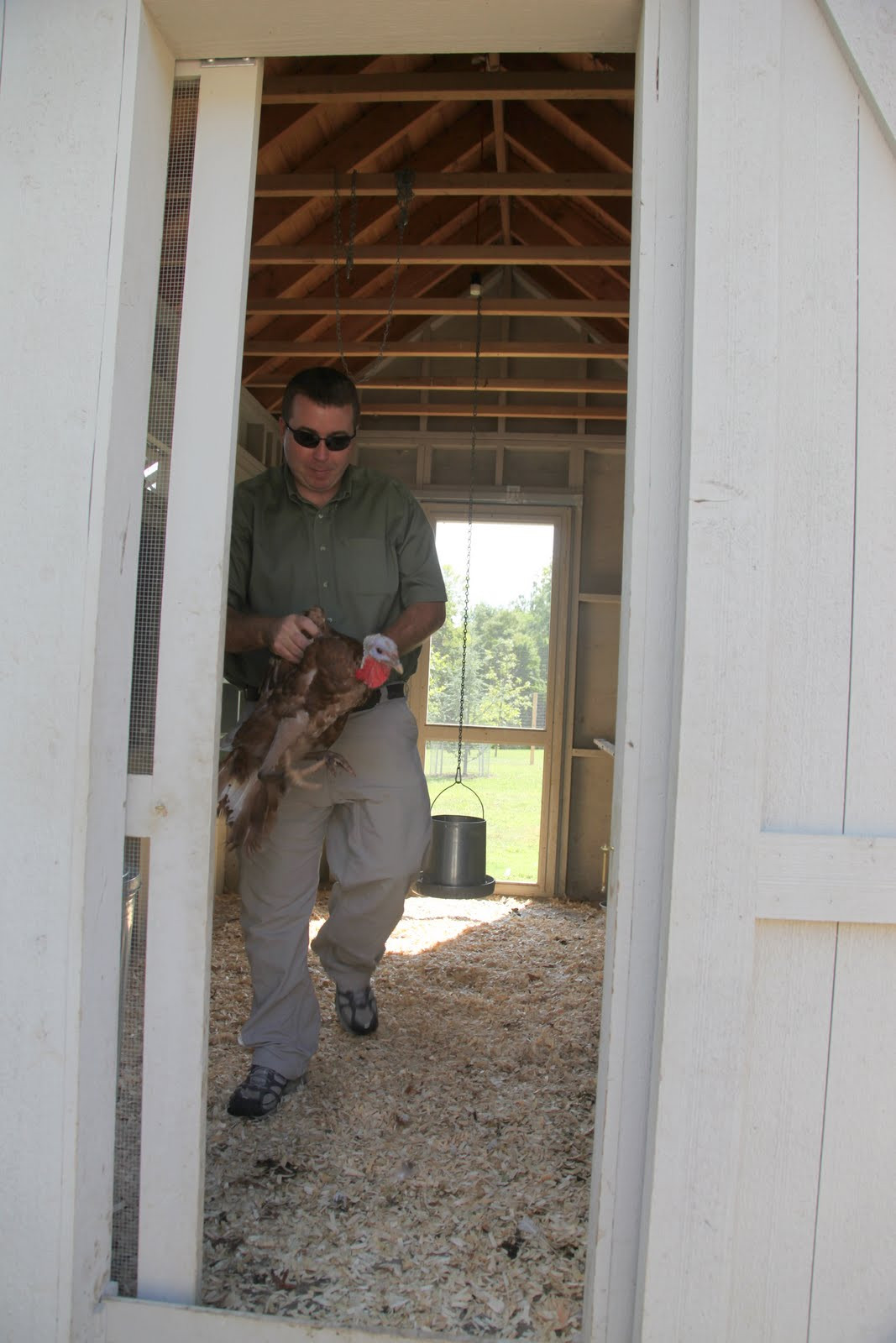 Jason found this Bourbon Red turkey hiding in one of the coops; the breed is known for its chestnut color edged in black, making it stand out among the varieties.