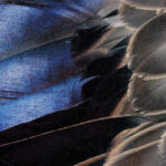 Close-up of the deep indigo speculum on the wing of an American black duck, highlighting its vibrant color against the muted feathers and its role in providing lift during flight.