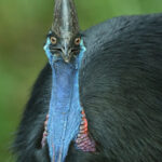 adult cassowary