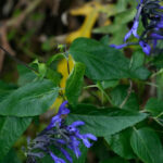 Ruby-throated hummingbird feeding