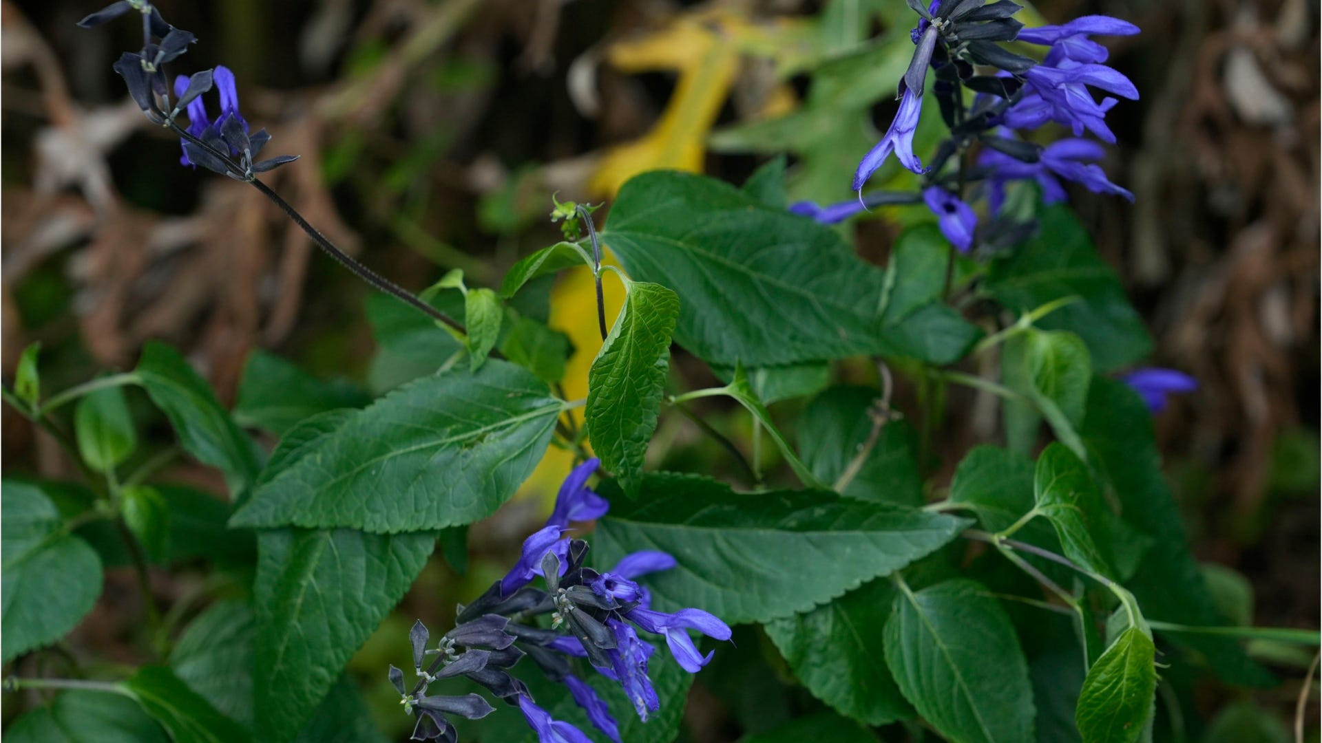 Ruby-throated hummingbird feeding