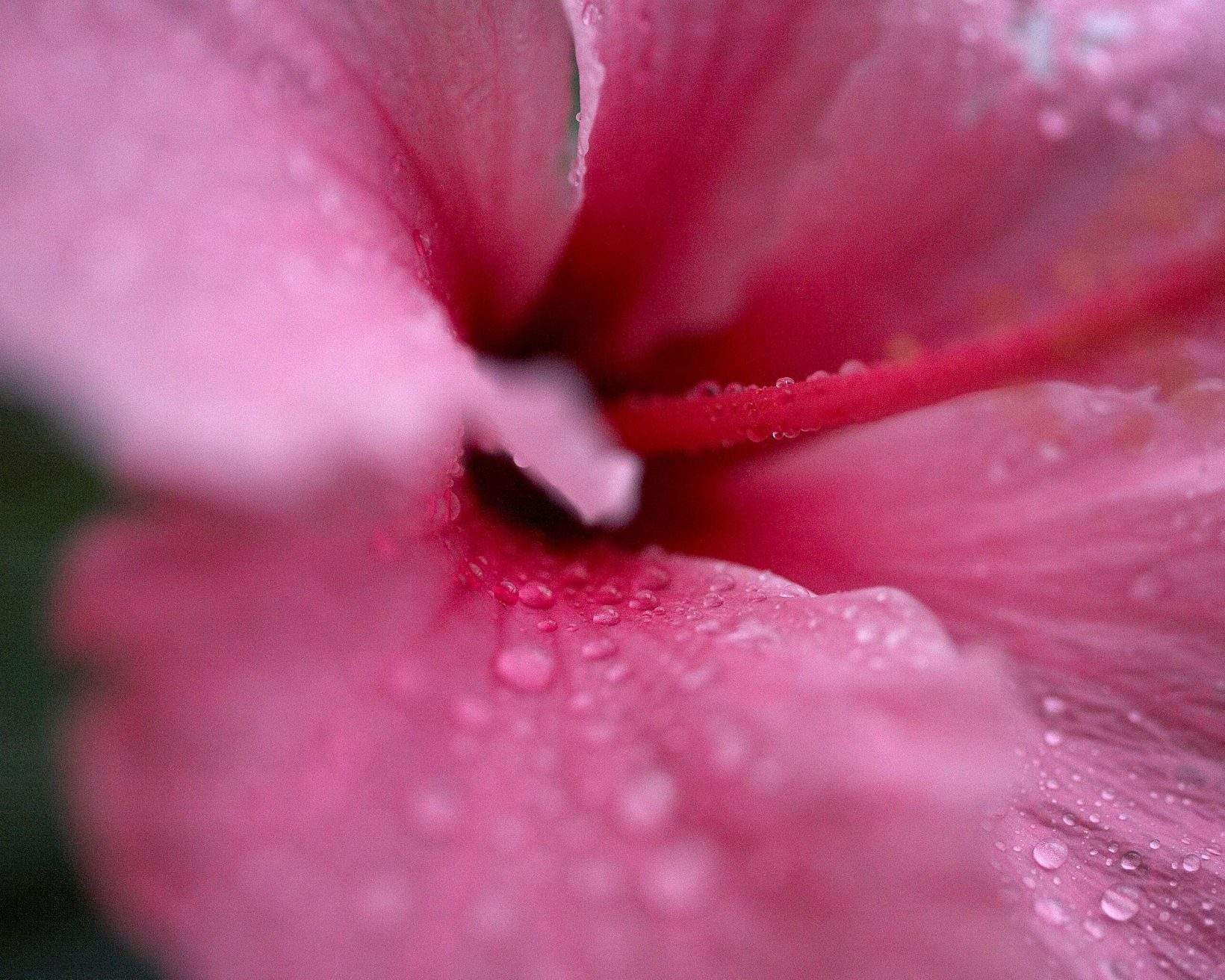 Close-up of a vibrant Hawaiian flower.