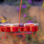 12 amazing facts about hummingbirds; hummingbirds visiting More Birds Nectar Pods Wireform Hummingbird Feeder