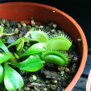 Sealed and Digesting Young Venus Flytrap
