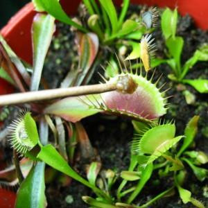 Nearly Adult-sized Venus Flyfraps
