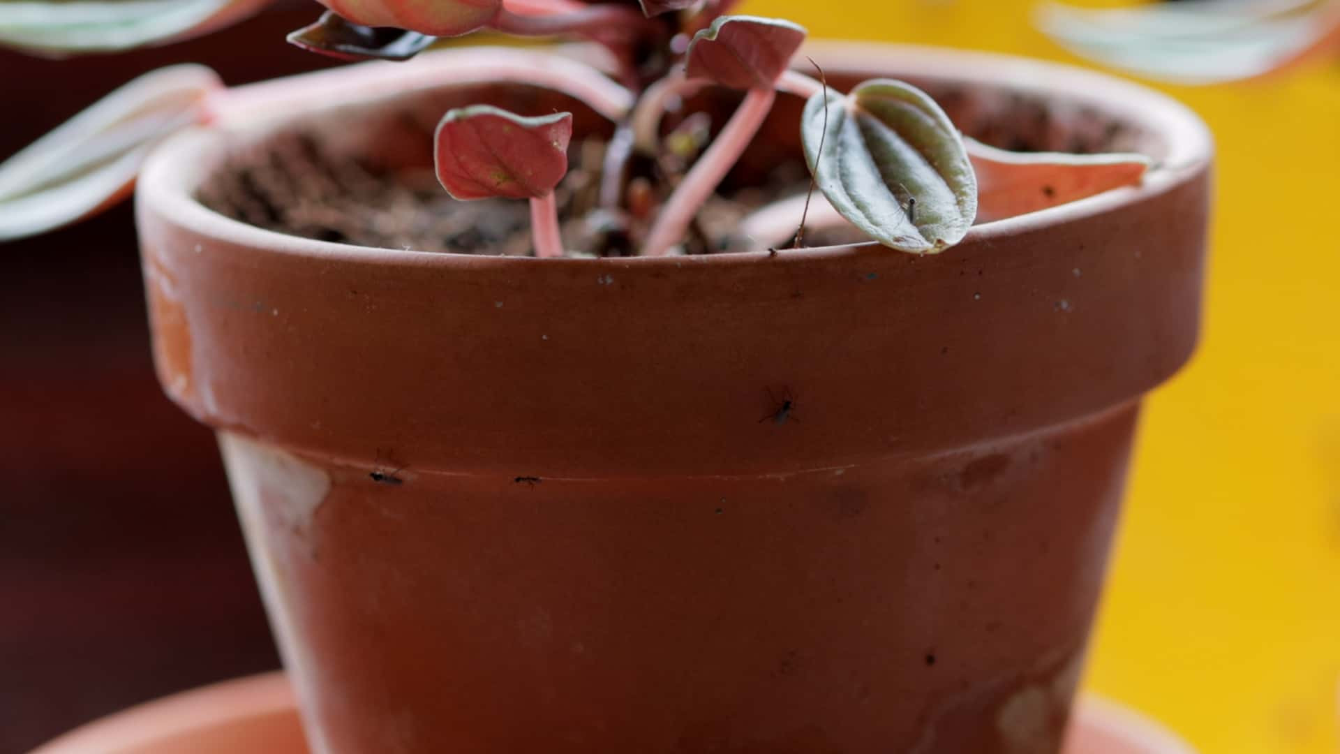Flies congregating on a plant pot, illustrating a common house fly problem around houseplants.