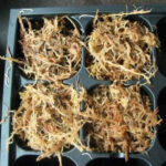 Flytrap Seed Sowing