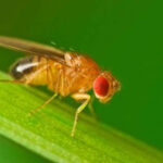 Close-up of a fruit fly with red eyes, a common household pest attracted to overripe fruit, illustrating the topic of alcohol's effectiveness in fruit fly control.