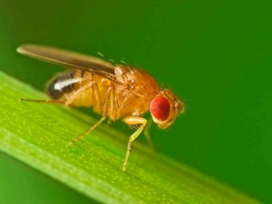 Close-up of a fruit fly with red eyes, a common household pest attracted to overripe fruit, illustrating the topic of alcohol's effectiveness in fruit fly control.