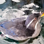 A rhinoceros auklet in the water