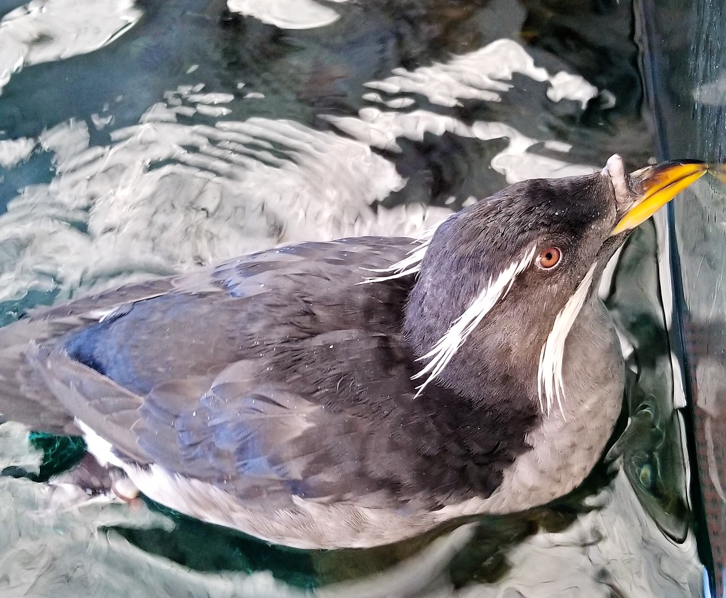 A rhinoceros auklet in the water