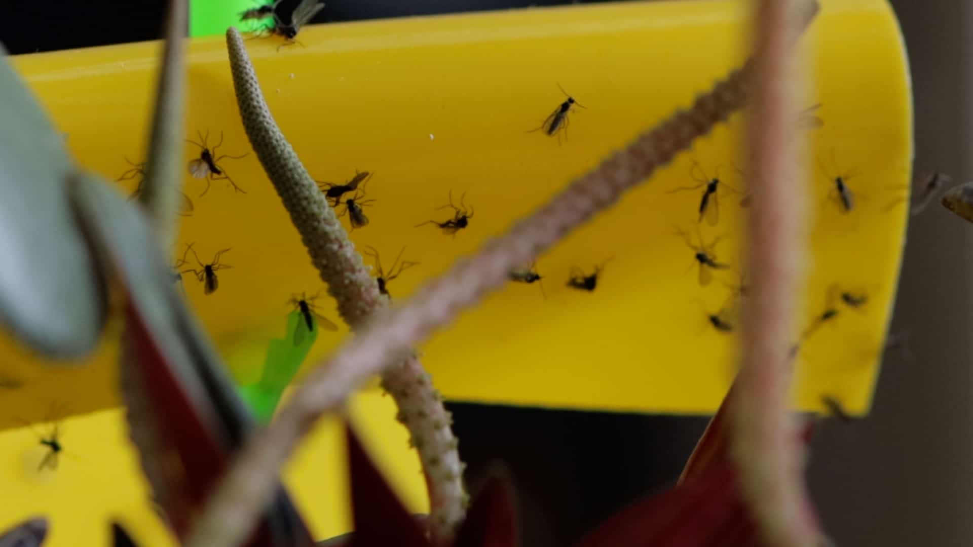 Yellow sticky traps covered with flies, an efficient way to capture adult house flies indoors.