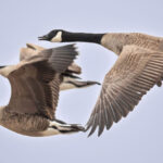 Brown-gray birds with black and white head, neck and tail feathers, long necks outstretched, flying.