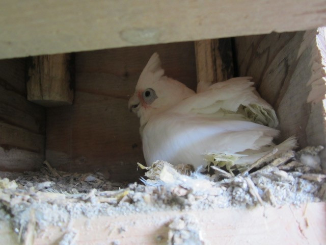 38 days old