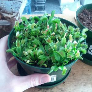 Pot of young, hungry Venus Flytraps
