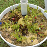 Healthy Venus fly trap growing in a deep pot, illustrating proper pot size for carnivorous plant care