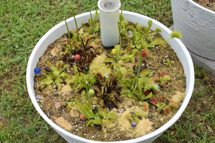 Healthy Venus fly trap growing in a deep pot, illustrating proper pot size for carnivorous plant care