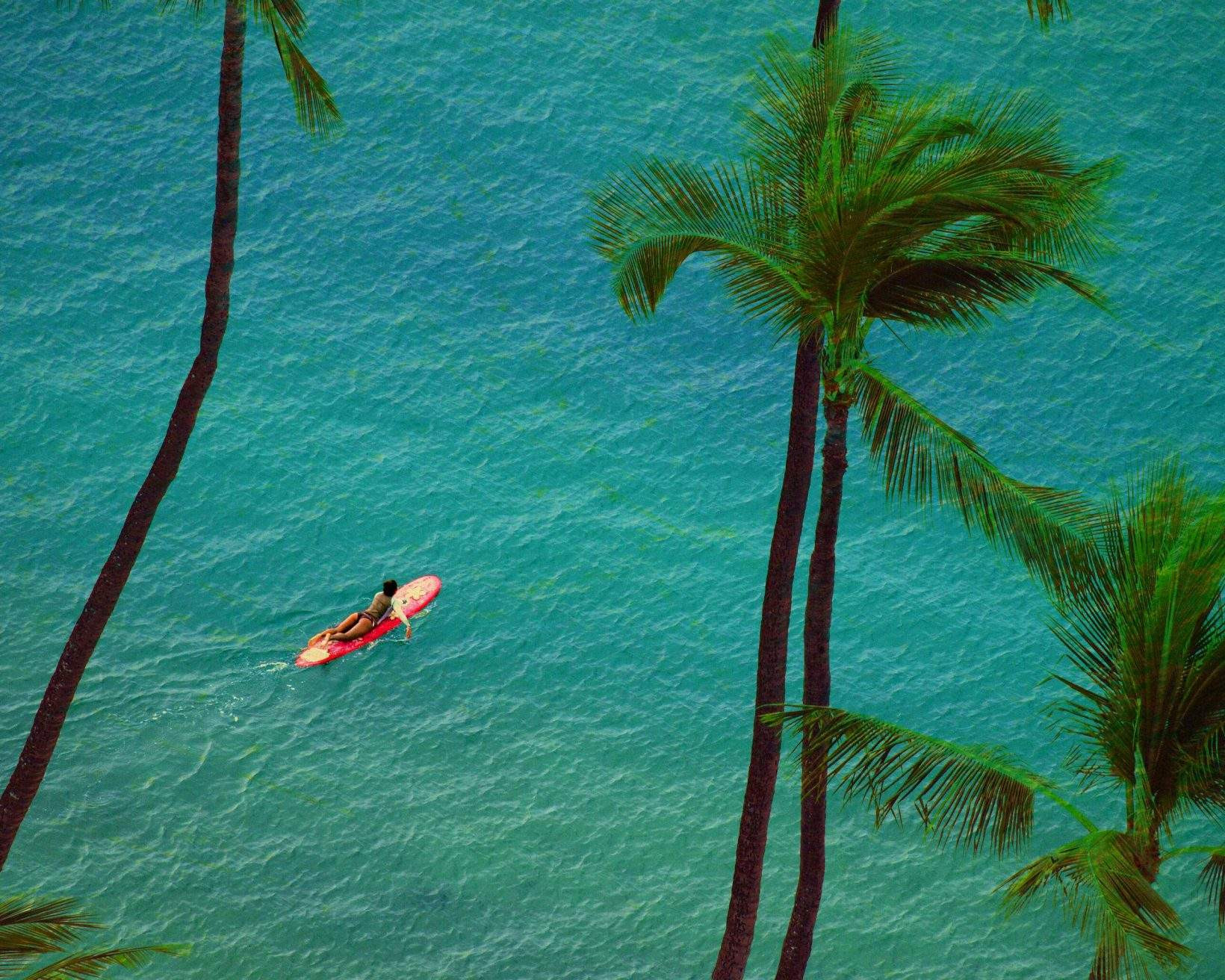 Palm trees and woman paddleboarding in turquoise Hawaiian waters.