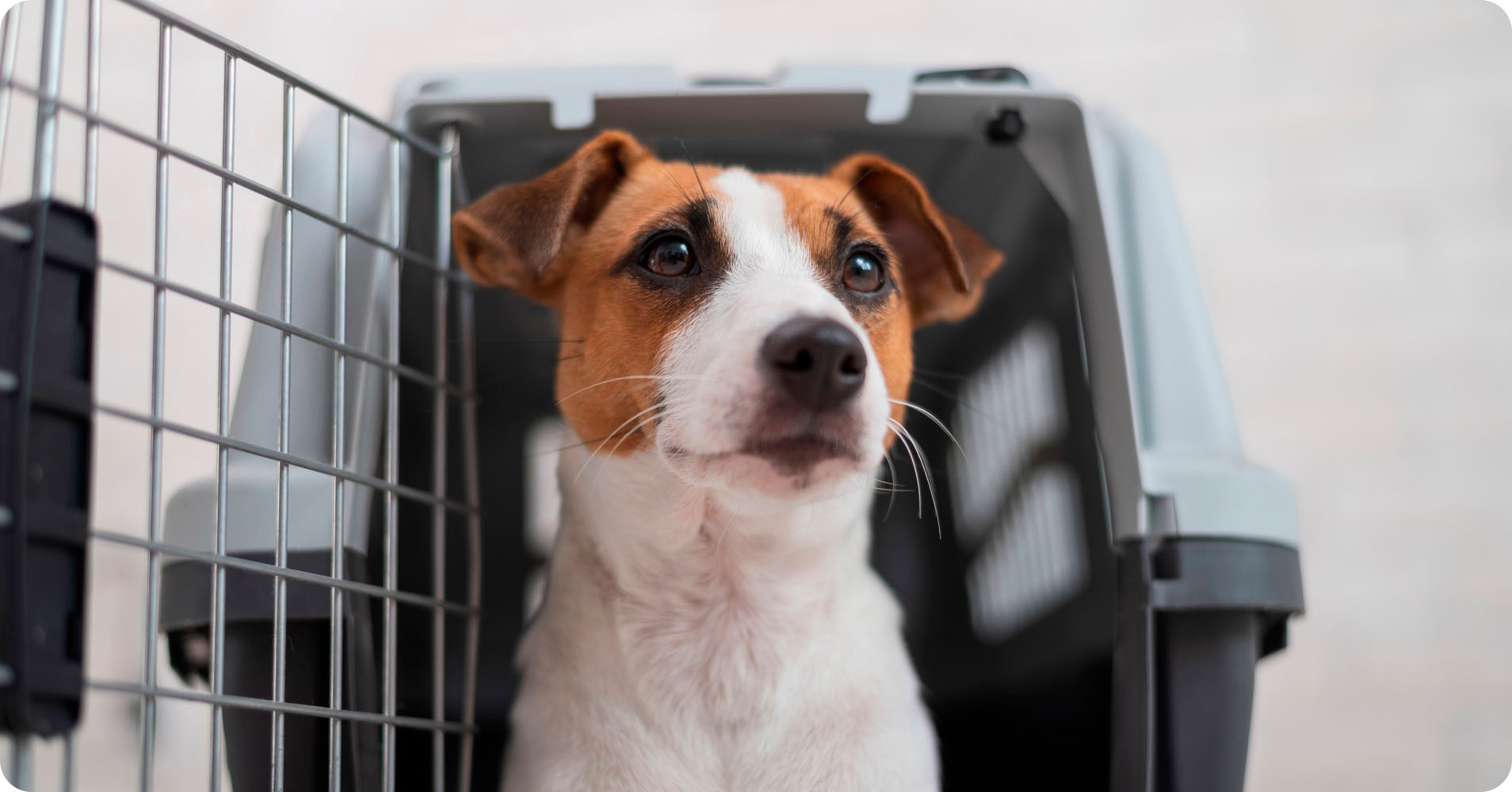 A small dog is inside a soft-sided pet carrier, which is placed on a seat in what appears to be an airplane cabin.