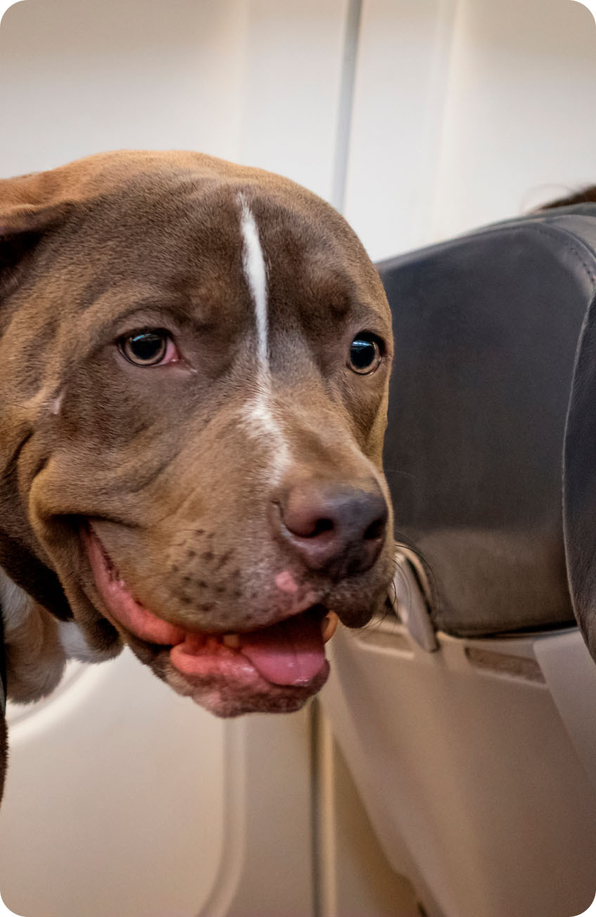 A medium-sized dog is sitting calmly in the aisle of an airplane, looking towards the camera, with rows of seats visible in the background.