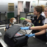 A medium-sized dog sits patiently at an airport gate, with people and luggage carts visible in the background.