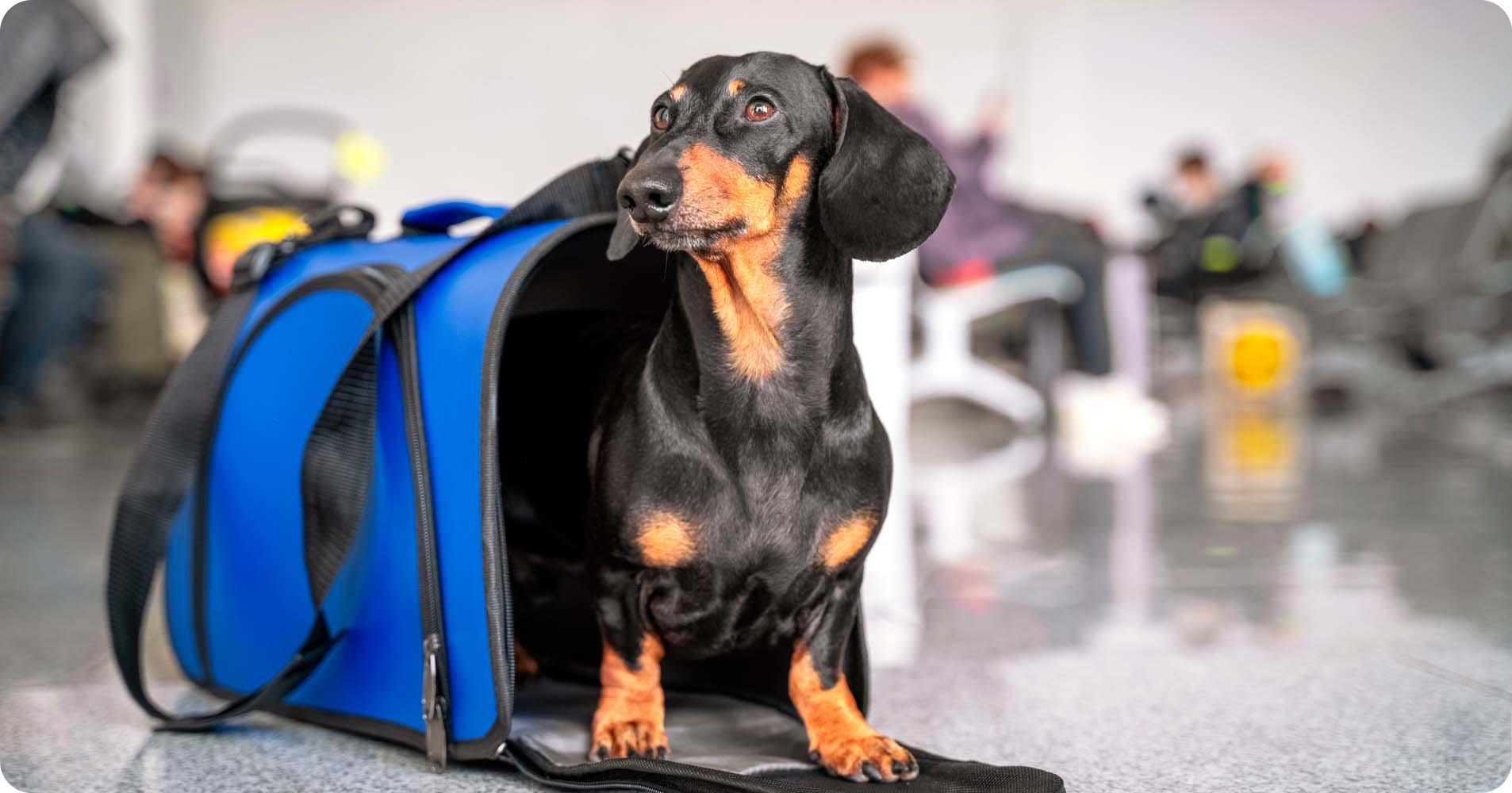 A small dog with floppy ears is peeking out from a dark-colored pet carrier bag. Only the dog's head and front paws are visible.