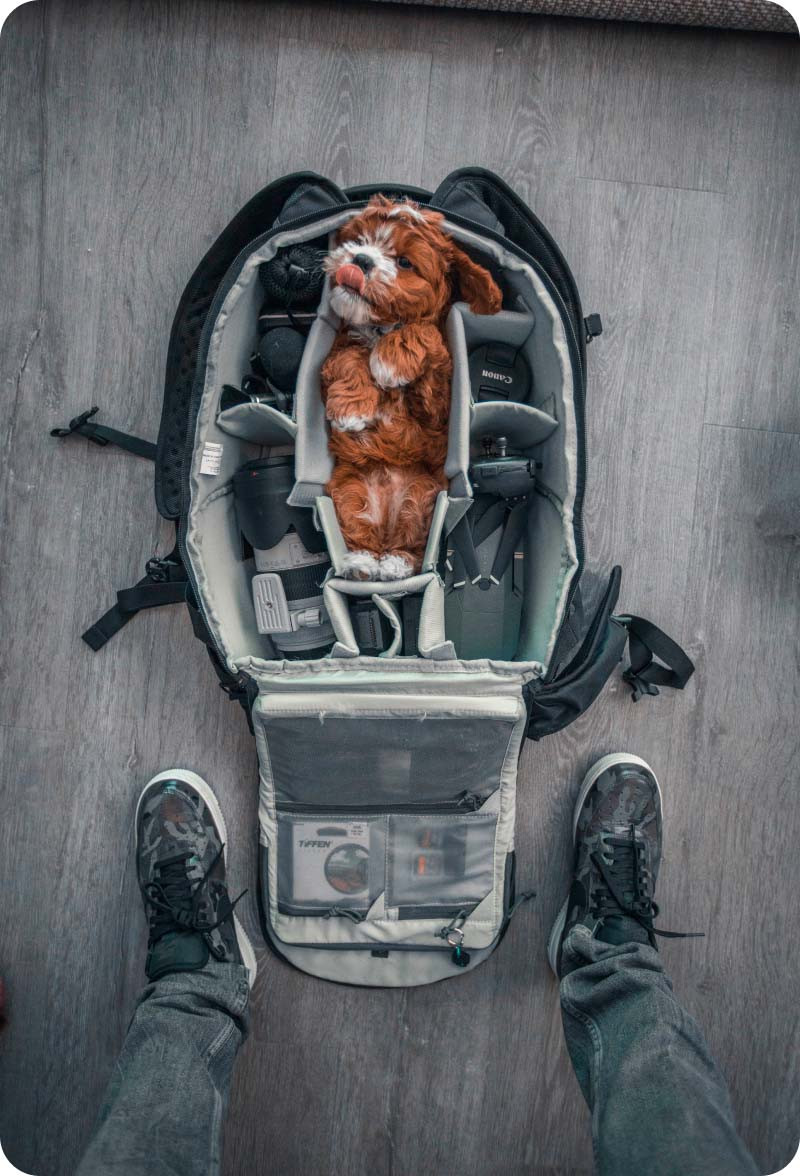 A small dog is curiously looking out of a partially zipped suitcase that is lying on the floor.