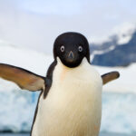 Adelie penguin, Pygoscelis adeliae, flapping wings to swim efficiently underwater.