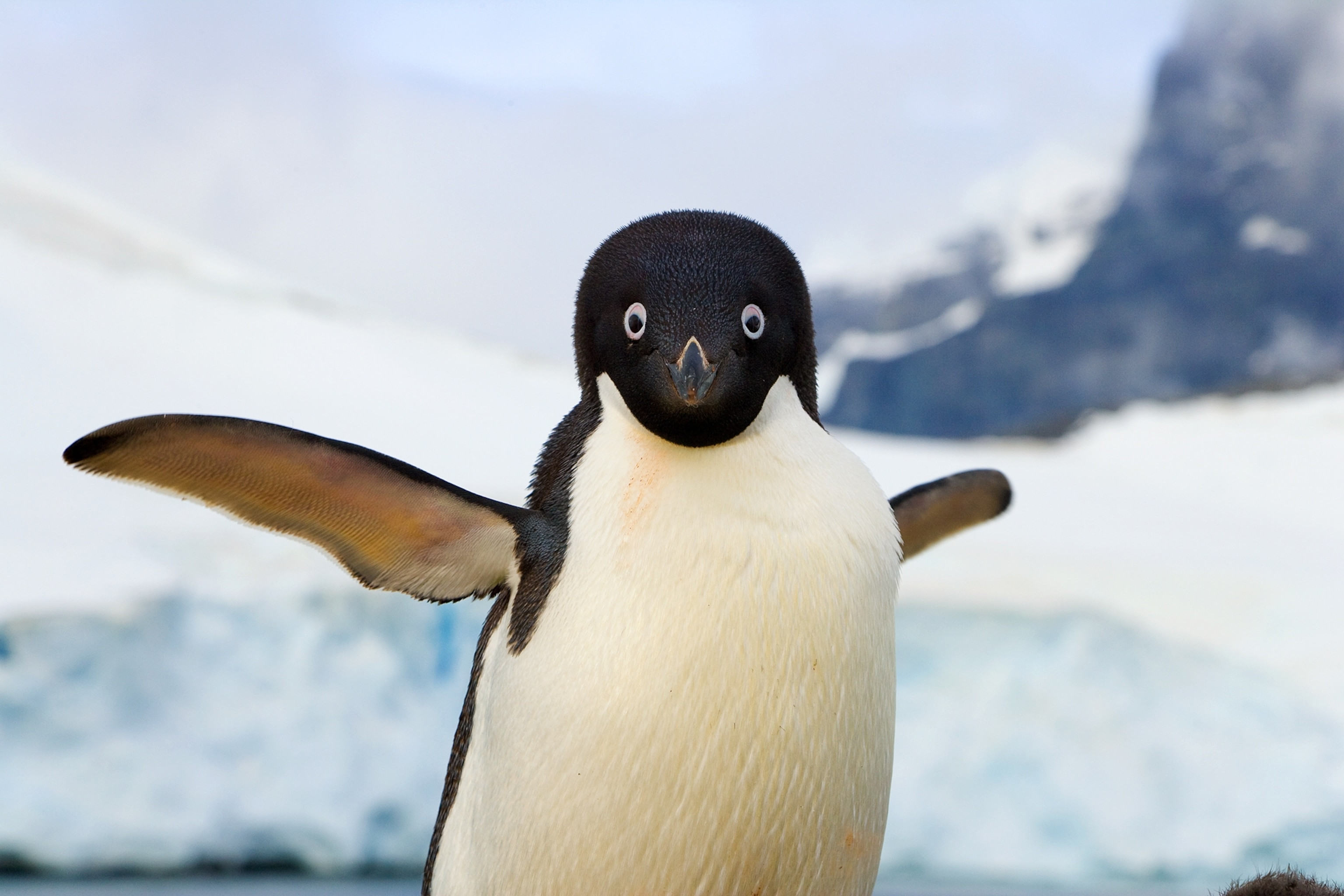 Adelie penguin, Pygoscelis adeliae, flapping wings to swim efficiently underwater.