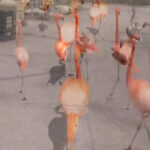 Flamingos explore the Denver Zoo, highlighting their presence in captivity where flight is often restricted.