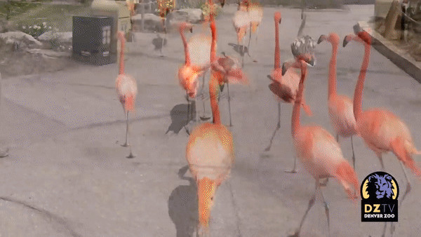 Flamingos explore the Denver Zoo, highlighting their presence in captivity where flight is often restricted.