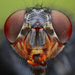 Close-up of a common housefly showcasing its compound eyes, highlighting the sophisticated visual system that contributes to their perception of time and rapid reaction speed.