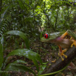 A vibrant red-eyed tree frog perched on a leaf in Belize, symbolizing the rich biodiversity of the rainforest, where the author's botfly adventure began.