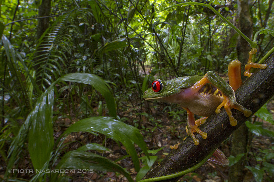 A vibrant red-eyed tree frog perched on a leaf in Belize, symbolizing the rich biodiversity of the rainforest, where the author's botfly adventure began.