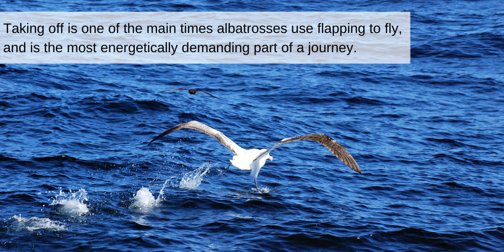 Albatross Taking Off