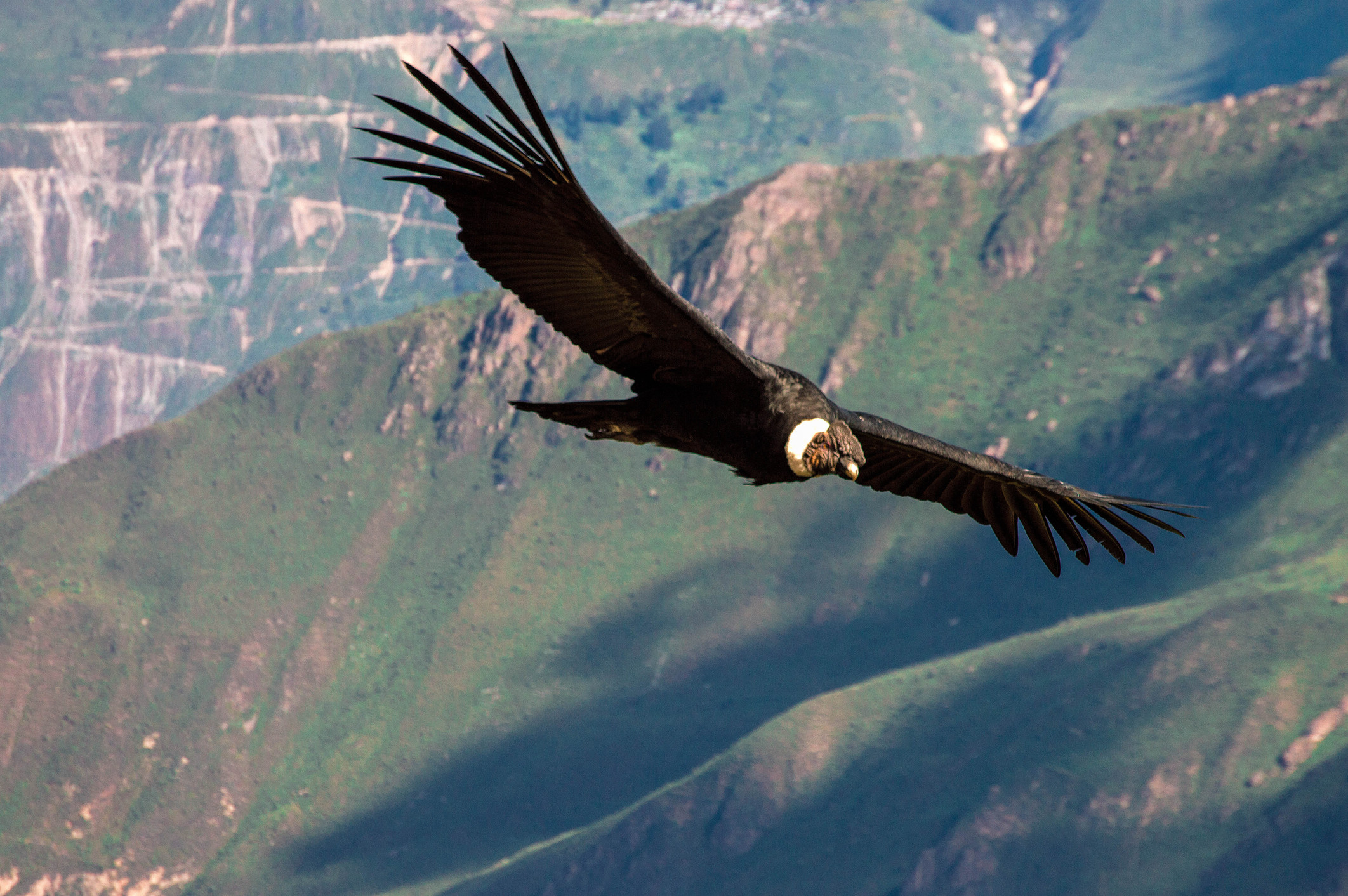An Andean condor soaring gracefully over Colca Canyon, Peru, displaying its impressive wingspan in flight.
