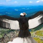 Andean Condor in flight with a vast wingspan