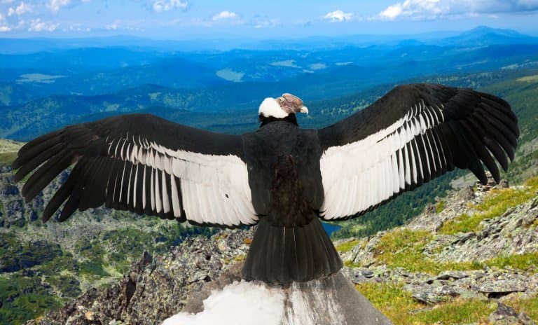 Andean Condor in flight with a vast wingspan