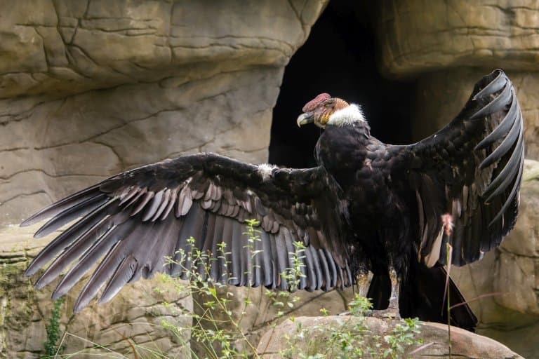 Andean Condor soaring high in the mountains, emphasizing its wingspan
