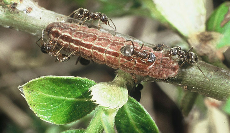 Ants tending to a Plebejus argus caterpillar