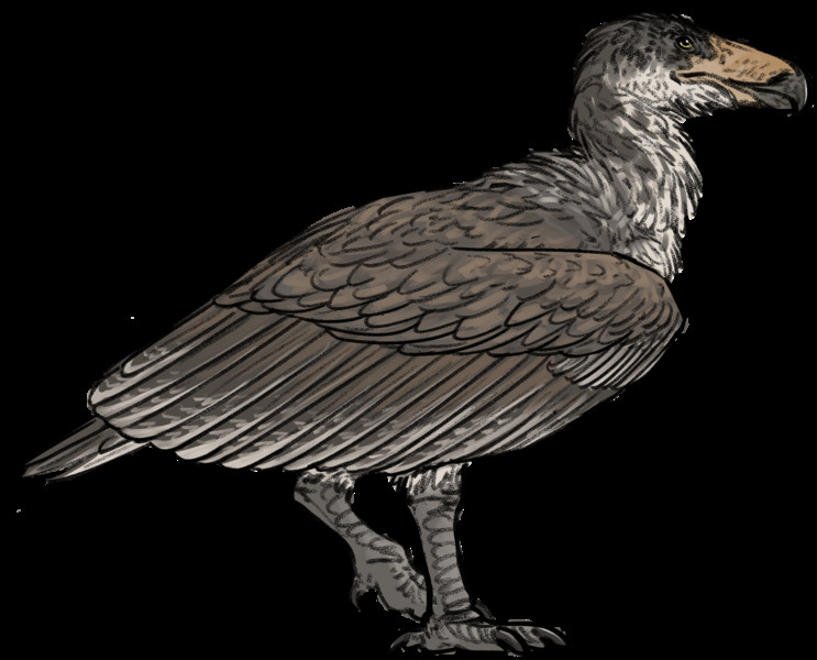 An artistic illustration of Argentavis magnificens, an extinct giant bird, highlighting its massive size compared to a human figure.