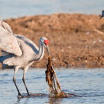 Sandhill Crane in flight