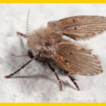 Detailed image of a sewer fly, highlighting its moth-like appearance, often found near drains and sinks.