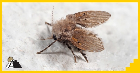 Detailed image of a sewer fly, highlighting its moth-like appearance, often found near drains and sinks.