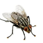 A close-up of various fly control products, highlighting the tools available for fly eradication.