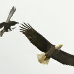 A raven aggressively pursues a bald eagle in mid-air, showcasing a dynamic interaction between the two bird species.
