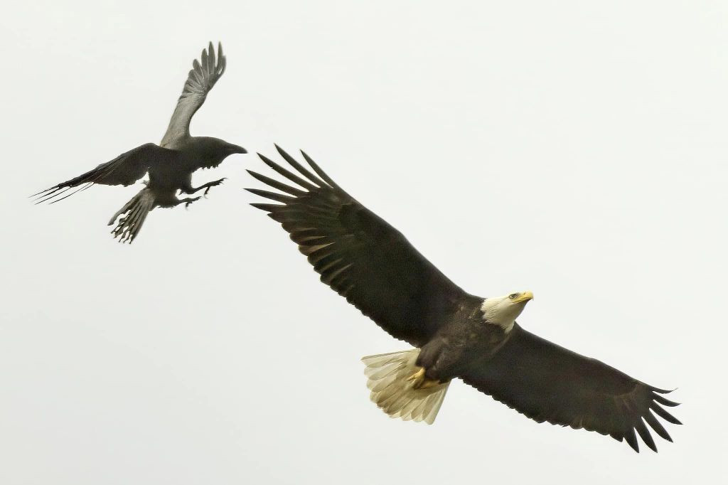 Raven aggressively chasing a bald eagle in flight at Hays Woods, Pittsburgh, showcasing aerial harassment behavior.