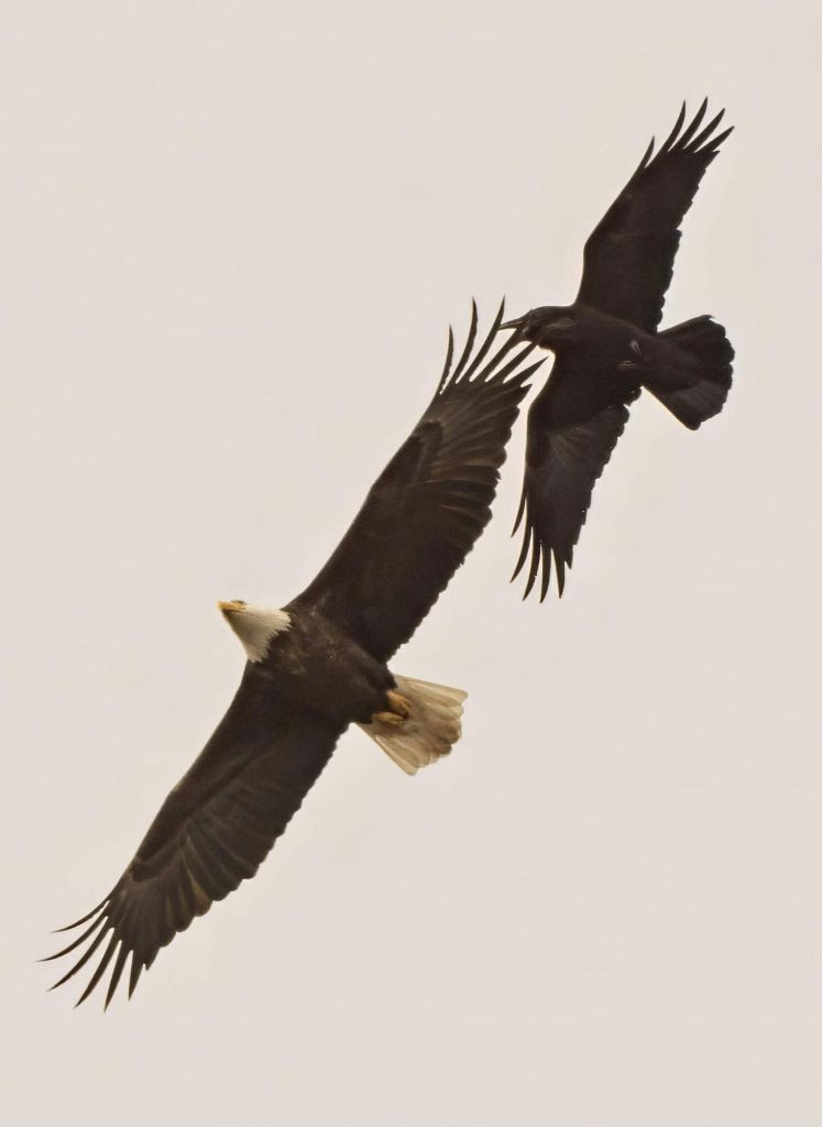 Mid-air confrontation between a raven and a bald eagle, highlighting the smaller raven's attempt to bother the larger bird.
