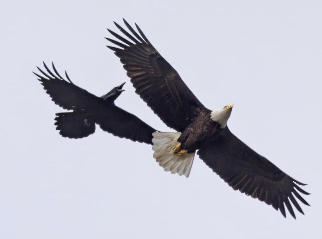Bald eagle soaring high above Hays Woods as a raven pesters it from behind, illustrating the dynamic interactions in bird behavior.