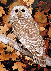 Barred owl perched on a branch, showcasing its distinctive barred feather pattern